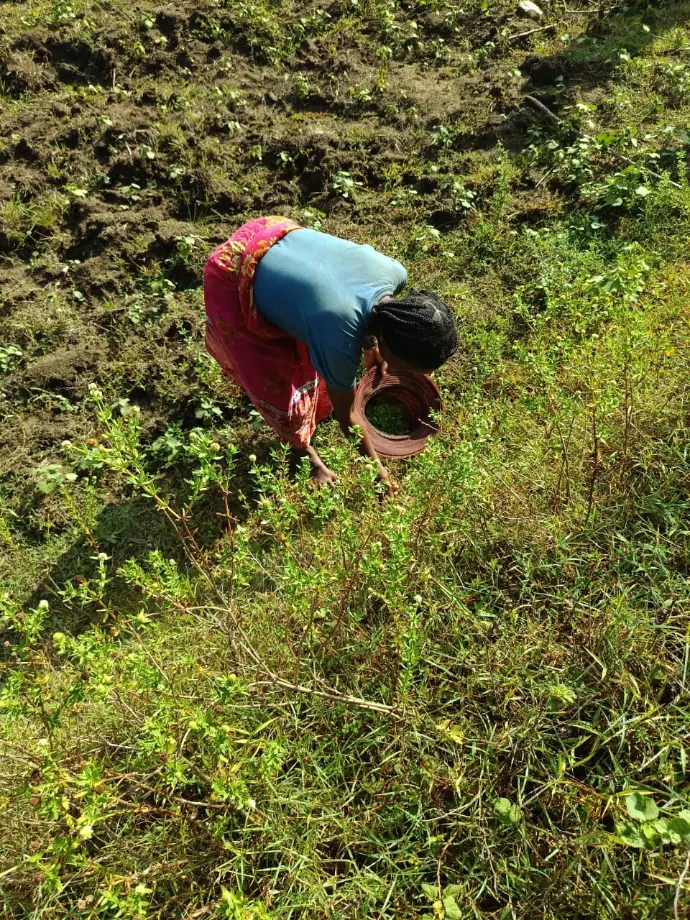 woman collecting centella asiatica leaves in a green wild environment from Madagascar
